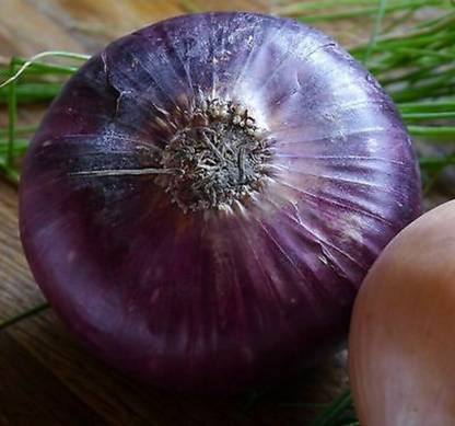Avysa Onion Red Amposta Seed