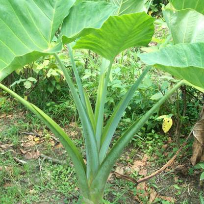 SREE Taro Root,Kachu Seed
