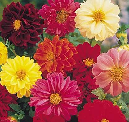 CYBEXIS Beautiful Flowering Blooms Dahlia Border Mix Seeds Seed