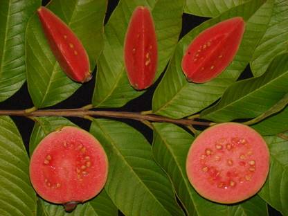 M-Tech Gardens Rare Hybrid Guava " Ruby Supreme " Exotic 40 Seed