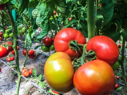 Prigobuy tomato Seed