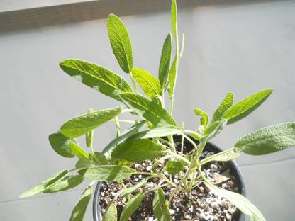 CYBEXIS XLL-1 - Broadleaf Sage - (150 Seeds) Seed