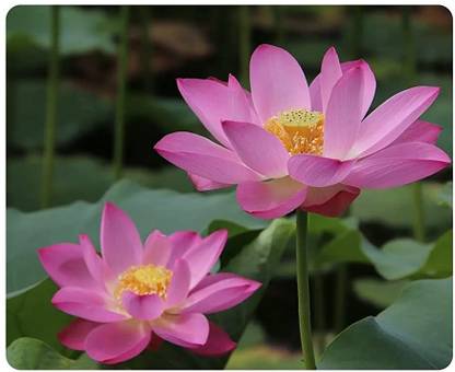 Qualtivate XXX-6A Beautiful White Pink Dwarf Aquatic Water Lily Seed