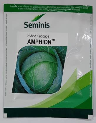 seminis CABBAGE SEEDS SEMINIS AMPHION Seed