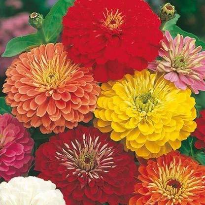 VibeX GBPUT-44 - Zinnia Mixed Flower - (30 Seeds) Seed
