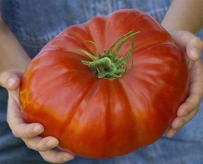 ActrovaX Vegetable - Tomato - Gigantomo - [8000 Seeds] Seed