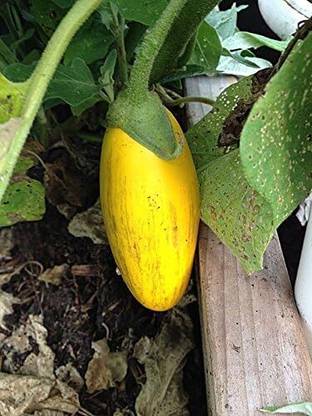 KNESSiN Yellow Brinjal Vegetable Seeds-[2gm] Seed
