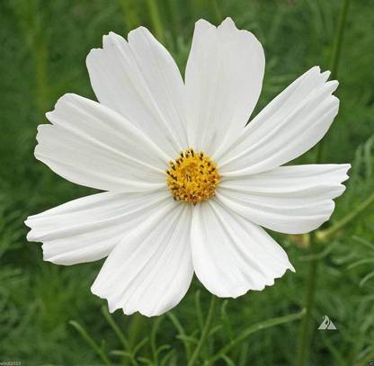 CYBEXIS GBPUT-44 - Cosmos Bipinnatus - Pure White (Cosmos 'Purity') - (270 Seeds) Seed