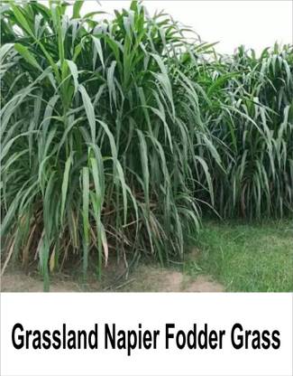 grassland Grassland Napier Fodder Grass Seed or Elephant grass Seed