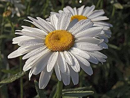 WILLVINE NDIR-265 Giant Ornamental Chamomile Seed