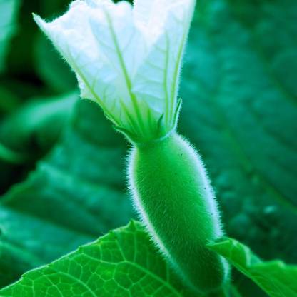 KNESSiN Disease Resistant Bottle Gourd (Loki)-[10gm] Seed