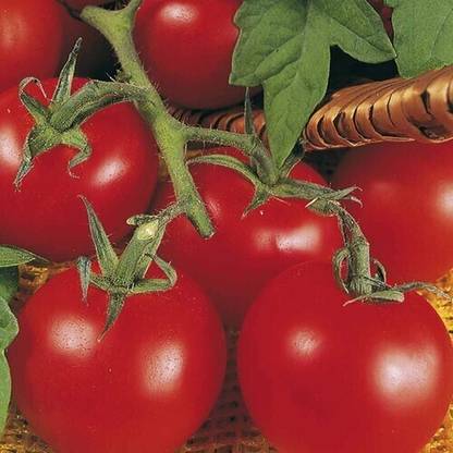 Avysa TOMATO AILSA CRAIG Seed