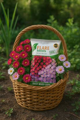 FLARE SEEDS Daisy Mix Flowers Seeds For Gardening 200+ Seeds (200 per packet) Seed