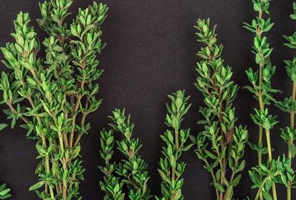 VibeX TLX-24 - English Thyme Herb - (450 Seeds) Seed