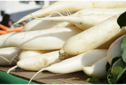VINTI White Icicle Radish Seed