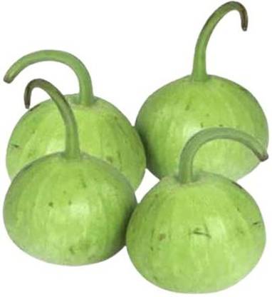 UGRA Bottlegourd Seeds (Round) Seed