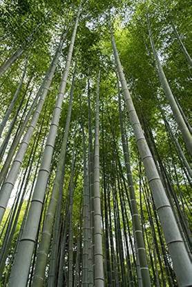 ibains Bamboo plant seeds Seed