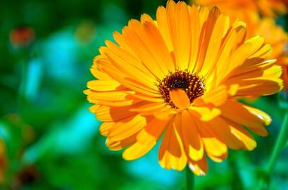 CRGO CALENDULA Seed