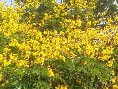 LYRS Yellow Delonix Regia Gulmohar Flower Seed For Home Planting - 10 Seed