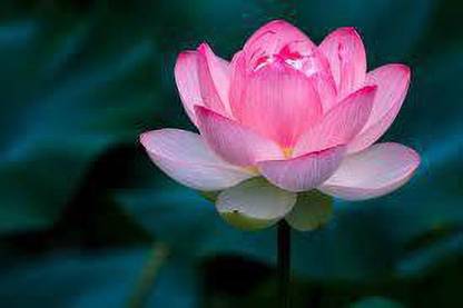 SONAM lotus Seed
