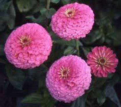Srushtitraders Zinnia- Illumination- 100 Seeds Seed