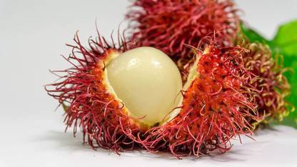seedx Premium Hybrid Litchi ( Lychee ) Fruit Seed