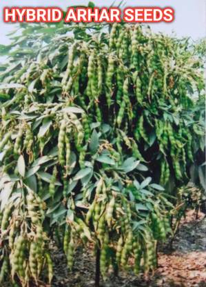 HYBRID 250g hybrid arhar/ tur/ red gram seeds highest yield variety early fruiting best Seed