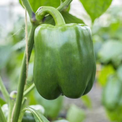 Kirat Sweet Pepper Seeds "Wonder", Capsicum Seed