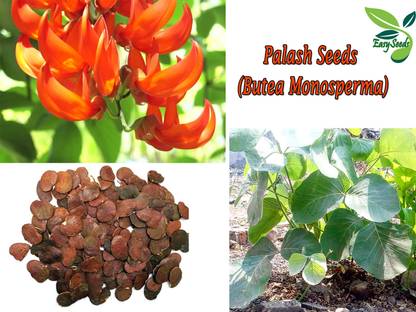 EasySeeds Red Palash,Tesu,Flame of the forest,Butea Monosperma,Dhak Seed