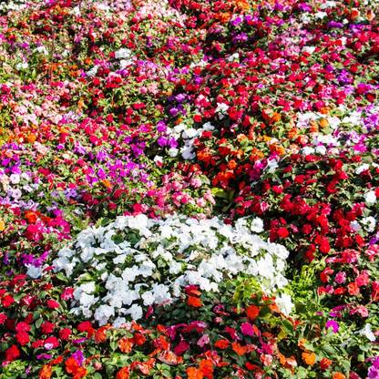 Biosnyg Impatiens Flower Garden Seeds -Mix[100 Seeds] Seed