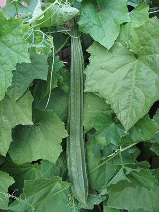 VibeX ® XXL-260 Tori / Ridge Gourd Seed Seed