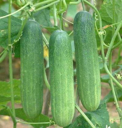 GARDENING CROP Cucumber Seeds, kheera Seeds, Sasa Seed
