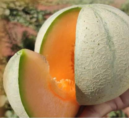 VibeX XLL-86 - Madhuraja/मधुराजा F1 Hybrid Muskmelon - (150 Seeds) Seed