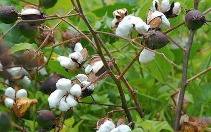 BDSresolve kapas seeds hybrid/kapas cotton seeds 10 Seed