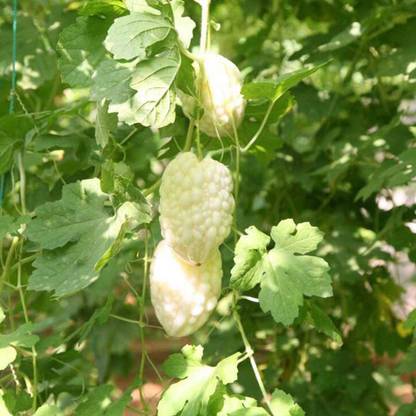 CYBEXIS Hubrid White Bittergourd Seeds-100 Seeds Seed