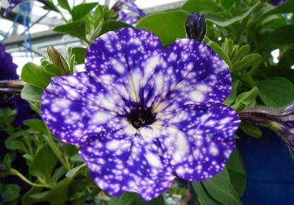 CYBEXIS Petunia 'Night Sky' Seed
