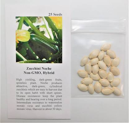VibeX ATS-33 - Zucchini Noche (Green) - (675 Seeds) Seed
