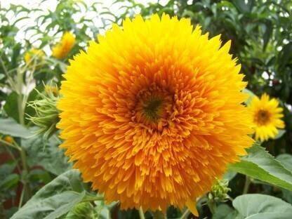 Flora Valley Sunflower Sungold seeds Seed