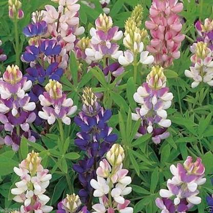 JRYU Lupin Pixie Dwarft Mixed Flower Seed