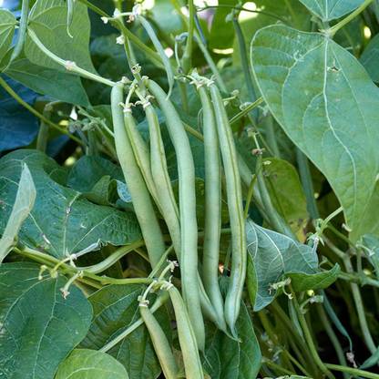 SREE Gwar Fali/Cluster Beans 87 Seed