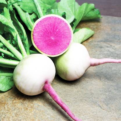 Qualtivate RES-1A Radish - Chinese - Starburst - Hybrid Seed