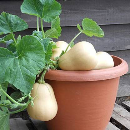 CYBEXIS Squash - Butternut - Autumn Crown-50 Seeds Seed