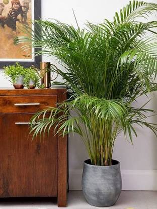 Pbevergreen indool plant seeds/palm seed 23 Seed
