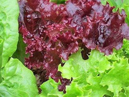 VibeX ® LXI-877 RUBY LEAF LETTUCE Red Loose Leaf Seed