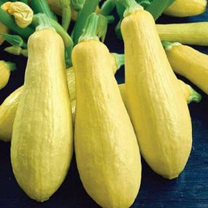CYBEXIS GUA-66 - Yellow Straightneck Summer Squash - (225 Seeds) Seed
