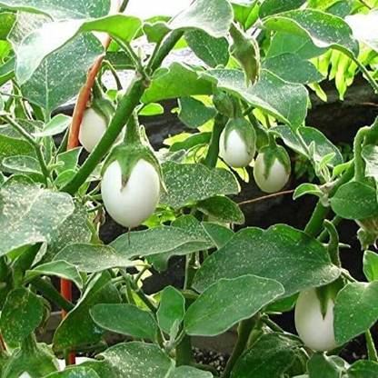 WILLVINE GBPUT-709 White Brinjal Easter Egg Seed