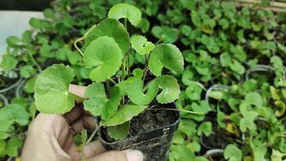 BDSresolve Thalkudi plant seeds for home garden/bulbs 6 Seed
