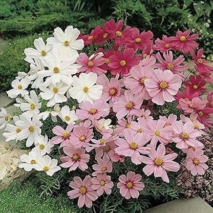 CYBEXIS Gardens Rare cosmos flower" Cutesey Mixed" Ornamental flower Seeds Seed