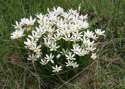 CYBEXIS GUA-49 - Zephyranthes 'White Rain Lily' - (540 Seeds) Seed