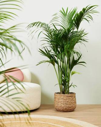 Arshiayat areca palm seeds Seed
